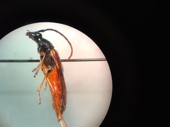Lepturini