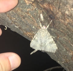 Catocala semirelicta