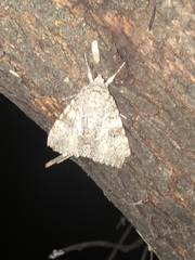Catocala semirelicta