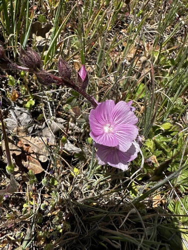 iNaturalist observation photo of checkerbloom
