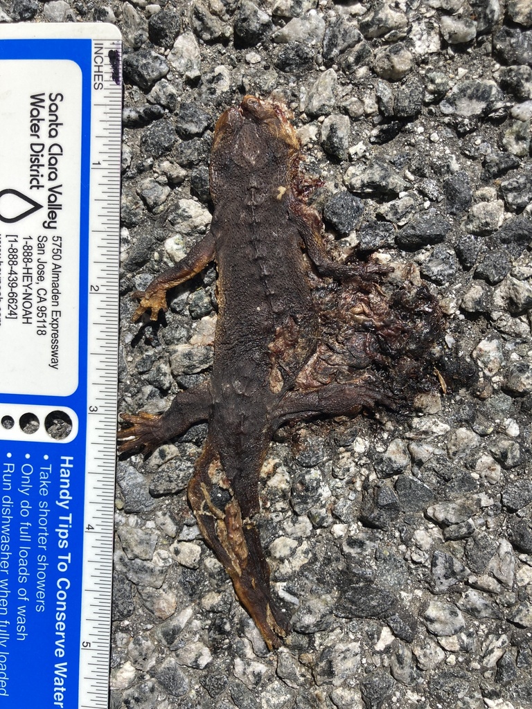 Pacific Newts from Lexington Reservoir County Park, Santa Clara ...