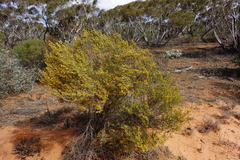 Acacia wilhelmiana