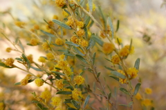 Acacia wilhelmiana