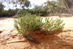 Dodonaea bursariifolia