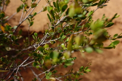 Dodonaea bursariifolia