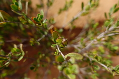 Dodonaea bursariifolia