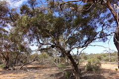 Eucalyptus gracilis