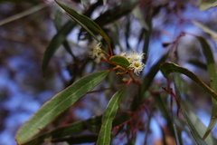 Eucalyptus gracilis