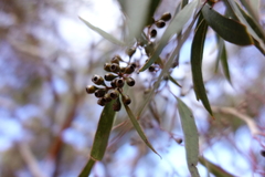 Eucalyptus gracilis