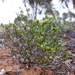 Roepera eremaea - Photo (c) Wayne Martin,  זכויות יוצרים חלקיות (CC BY-NC)