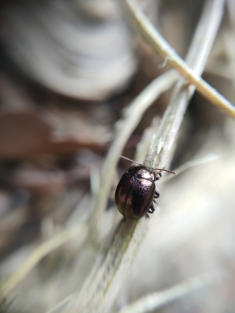 Colaphoptera