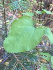 Smilax jamesii