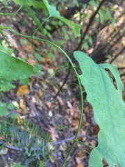 Smilax jamesii