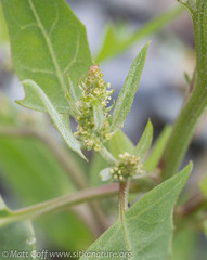 Atriplex gmelinii