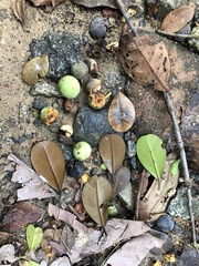 Calophyllum teysmannii