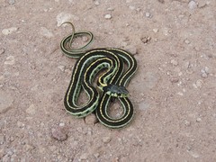 Thamnophis pulchrilatus