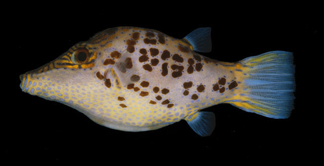 Leopard Sharpnose Puffer