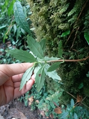 Lysionotus pauciflorus