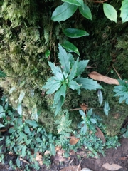 Lysionotus pauciflorus