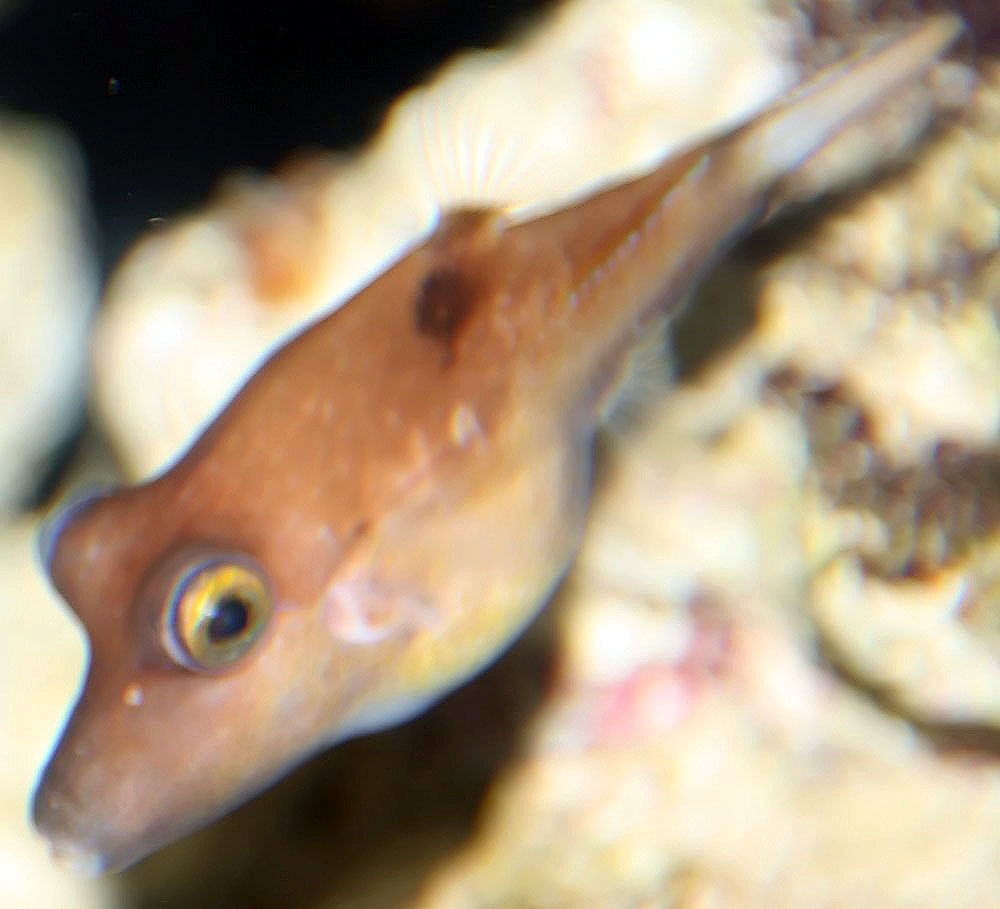 Bastard Hogfish