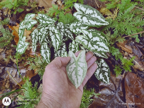Caladium humboldtii (Caladium humboldtii)