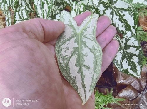 Caladium humboldtii, photograph 1