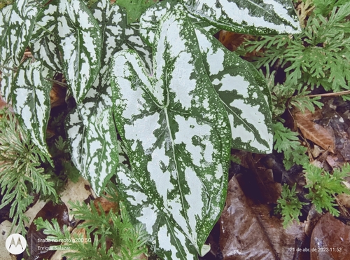 Caladium humboldtii, photograph 2