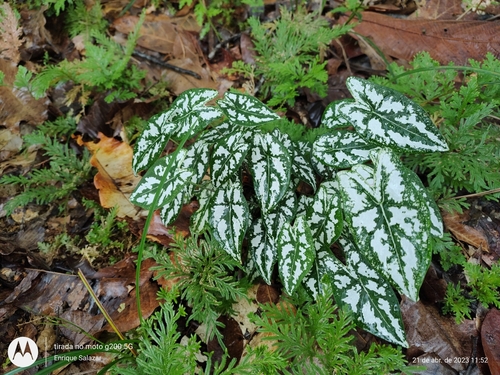 Image of Caladium humboldtii by (c) Enrique Salazar, some rights reserved (CC BY)