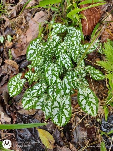 Image of Caladium humboldtii by (c) Enrique Salazar, some rights reserved (CC BY)