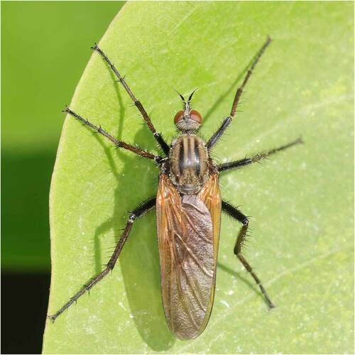 Empis marqueté