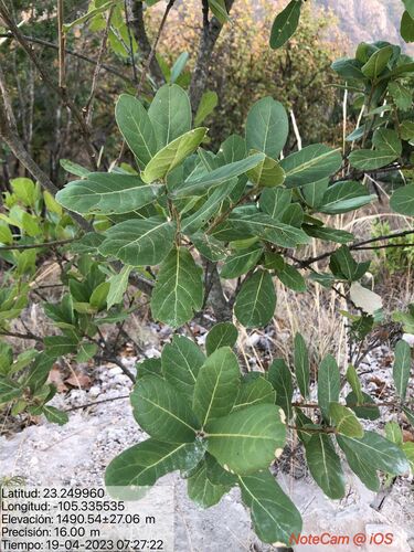 Quercus praineana