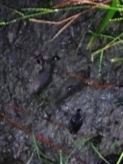 Odocoileus virginianus virginianus
