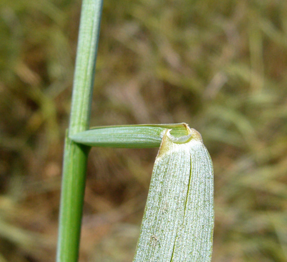 Creeping wild rye (Plants of Rosewood Nature Study Area) · iNaturalist