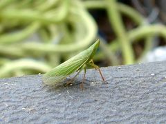 Rhynchomitra microrhina