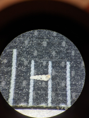 Truncatella bairdiana observed 2023-04-07