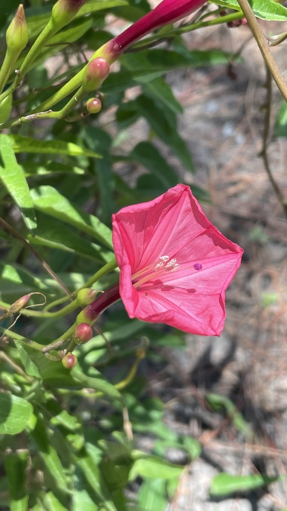 Calcareous Morning-glory From Modesto A. Maidique Campus - Florida 