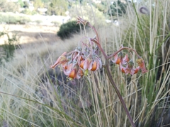 Cotyledon orbiculata dactylopsis