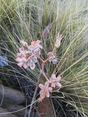 Cotyledon orbiculata dactylopsis