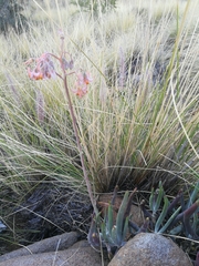 Cotyledon orbiculata dactylopsis
