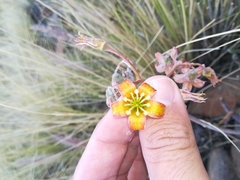 Cotyledon orbiculata dactylopsis