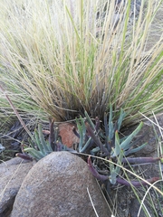 Cotyledon orbiculata dactylopsis