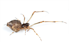 Faiditus cancellatus