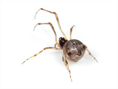 Faiditus cancellatus