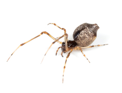 Faiditus cancellatus