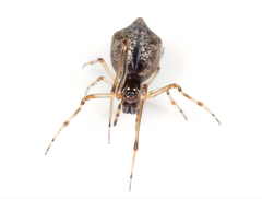 Faiditus cancellatus
