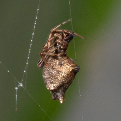 Faiditus cancellatus