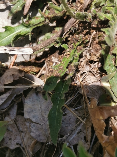Image of Leontodon crispus by (c) Ljaž, some rights reserved (CC BY)