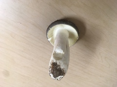 Russula olivacea
