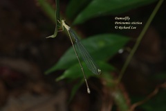 Pericnemis stictica