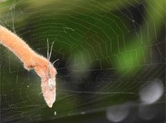 Tetragnatha bituberculata